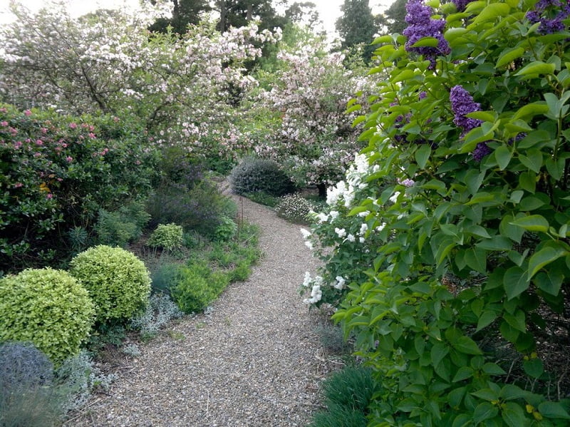 A gravel path winds through a lush garden, flanked by green shrubs and flowering plants in white, purple, and pink. Trees and dense foliage surround the path, creating a serene, natural scene filled with inspiring path ideas. - a room in the garden