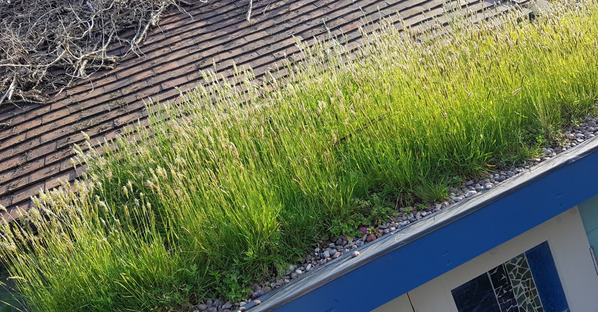 A rooftop is covered with a dense growth of green grass and other vegetation, adding to its natural appearance without the high cost typically associated with such greenery. The roof tiles are partially visible, with some dried branches lying around. The roof edge is lined with gravel for added effect. - a room in the garden