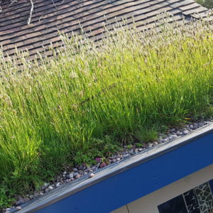 A roof with a growth of tall grass and plants along its edge, with wooden shingles slightly visible. The roof edge is lined with small pebbles, and the structure below has a blue and white color scheme. - a room in the garden
